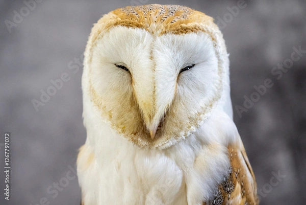 Obraz A captive bred western barn owl (Tyto alba) against a grey mottled background