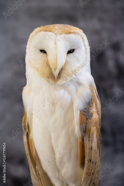 Obraz A captive bred western barn owl (Tyto alba) against a grey mottled background