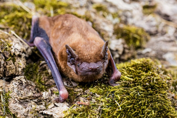 Obraz The common noctule (Nyctalus noctula)