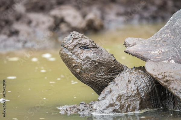 Fototapeta Close up of giant turtle covered with mod in El Chato Tortoise Reserve, Gallapagos Island, Ecuador