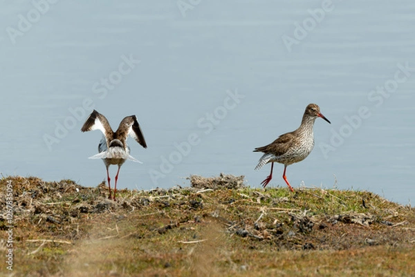 Fototapeta Chevalier gambette,.Tringa totanus, Common Redshank
