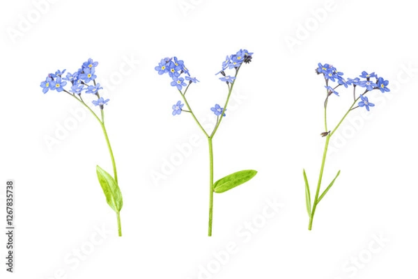Fototapeta A close-up of a sprigs of forget me nots on white. Wild flowers set isolated on a white background. Clipping path. No AI tools