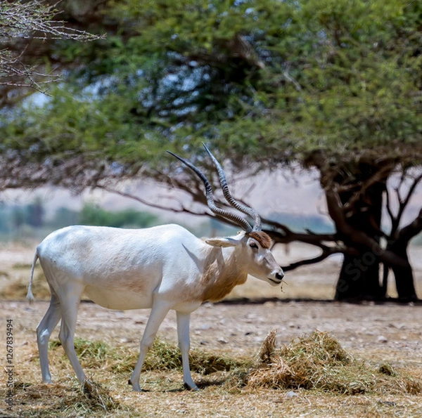 Obraz Antelope addax (Addax nasomaculatus) known as the screw-horn antelope. Due to danger of extinction the species was introduced from Sahara desert to nature desert reserves in the Middle East