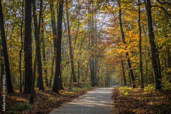 Fototapeta Leśna droga jesienną