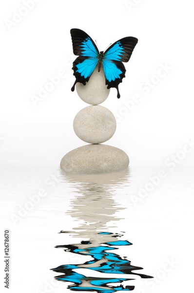 Obraz Papillon galet