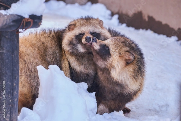 Obraz つがいのエゾタヌキ
