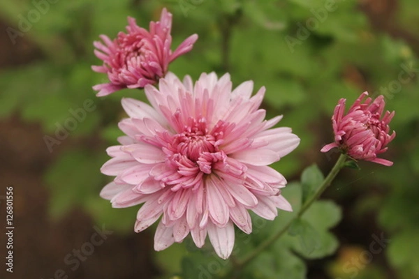 Fototapeta цветы астры