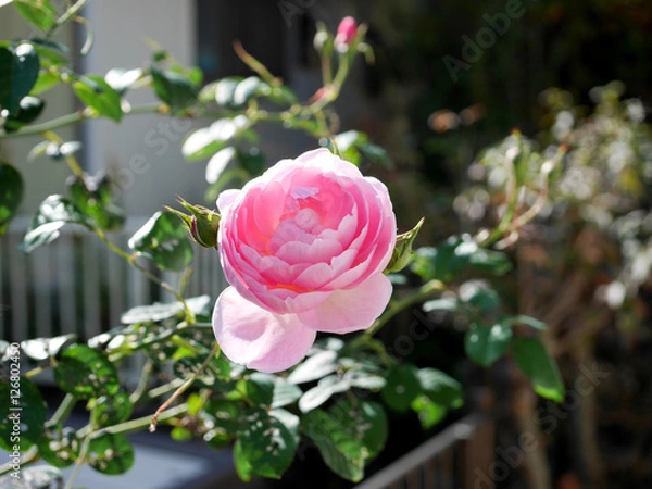 Obraz バラ セプタードアイル