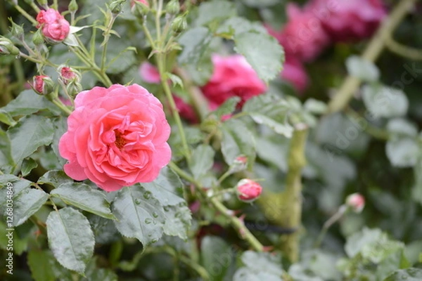 Obraz Closeup Rosa Heidetraum Noack 1988 with blurred backgroubd in summer garden