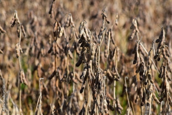 Fototapeta 大豆畑