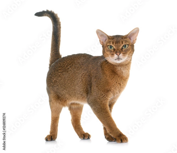 Obraz Abyssinian cat in studio