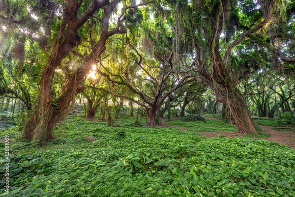 Obraz Lush Green Jungle with Sunlight Filtering Through Canopy at Honolua Bay, Maui