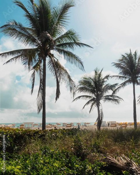Obraz palm tree on the beach