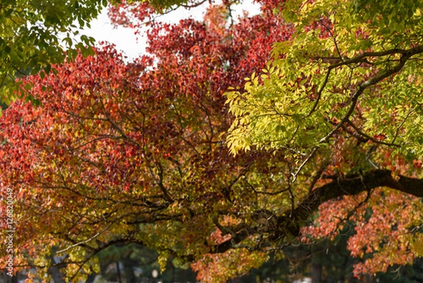 Fototapeta 色付いた葉っぱ