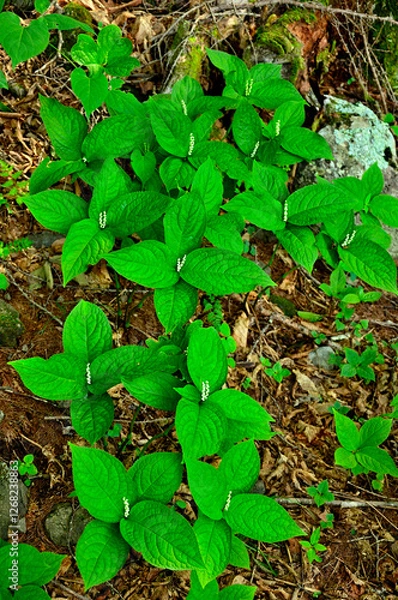 Fototapeta 御坂山地の金掘山　フタリシズカ
