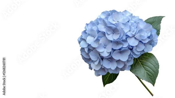 Obraz Blooming light blue hydrangea with green leaves on transparent background
