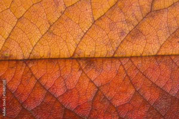 Obraz structure of autumn leaf