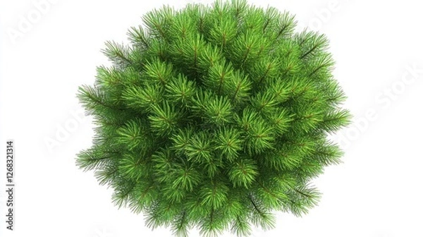 Fototapeta Aerial view of a round pine tree, isolated on white background, for design elements