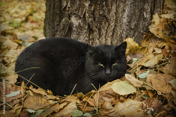 Obraz kot w liściach