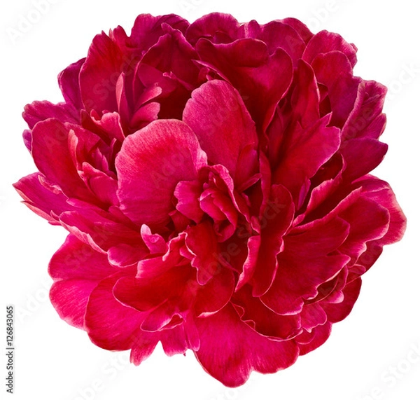 Obraz Bud red peony 2