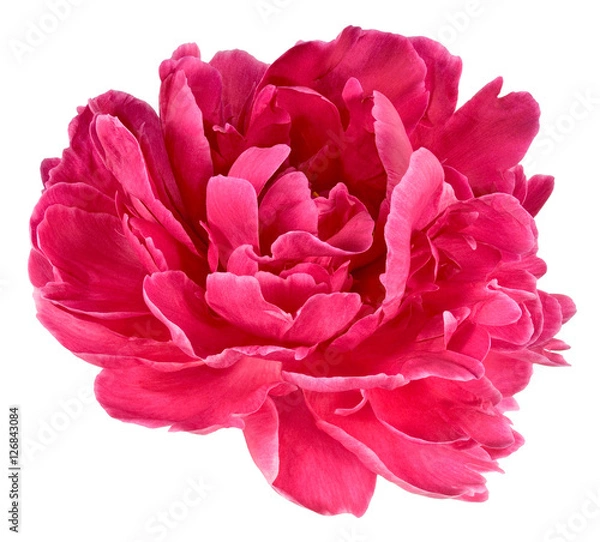 Obraz Bud red peony 4