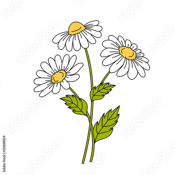 Obraz Beautiful daisies on white background.
