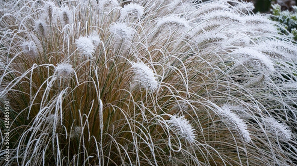 Obraz Gräser im Frost