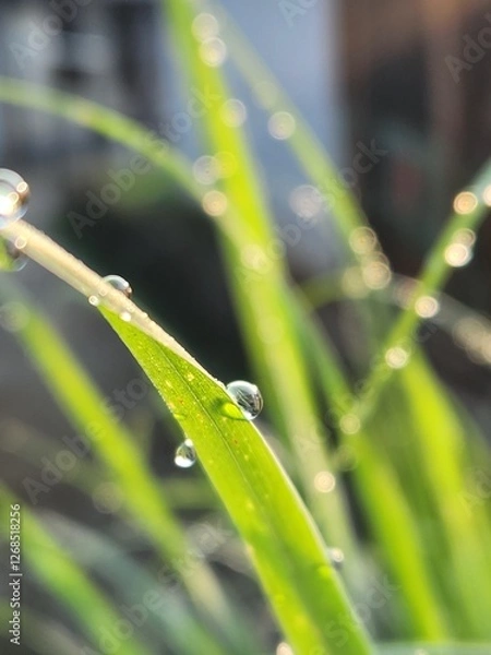 Obraz dew drops on a grass