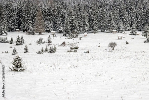 Fototapeta Snow-covered trees in Igman, Sarajevo, Bosnia and Herzegovina