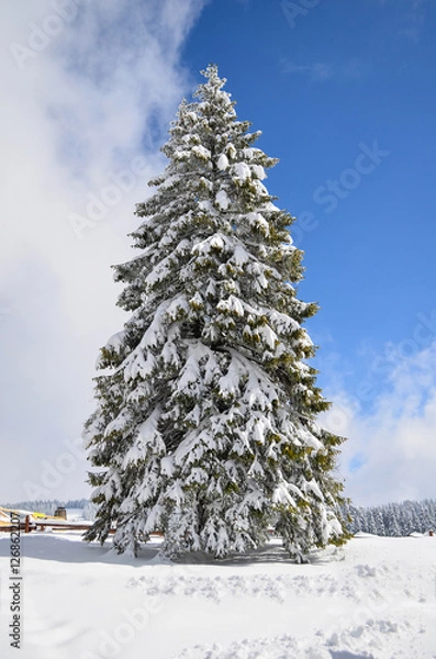 Fototapeta Big fir tree covered by snow