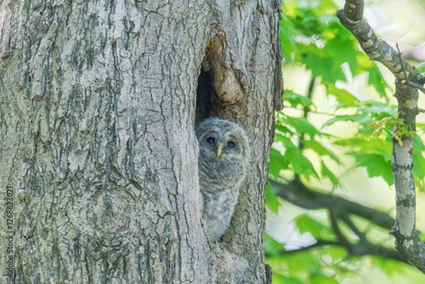 Obraz エゾフクロウの雛