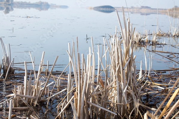 Fototapeta cattail reeds dry lake in the background