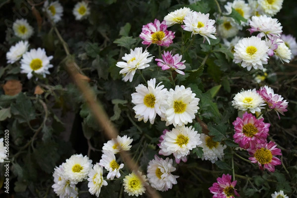 Fototapeta Beautiful white chrysanthemum flowers closeup in the winter garden, Closeup of Chrysanthemum flower, Field of the white Chrysanthemum, Beautiful white flower blooming in nature.