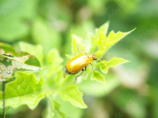 Obraz Melon Tortoise, is sticking on the pumpkin leaves. closeup photo, blurred.
