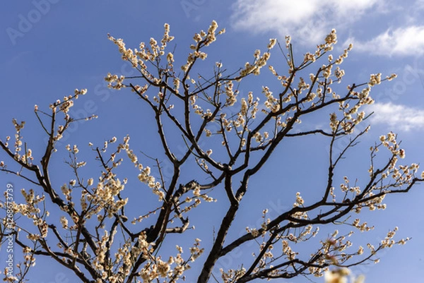 Fototapeta 東京散歩　梅が見頃の浜離宮