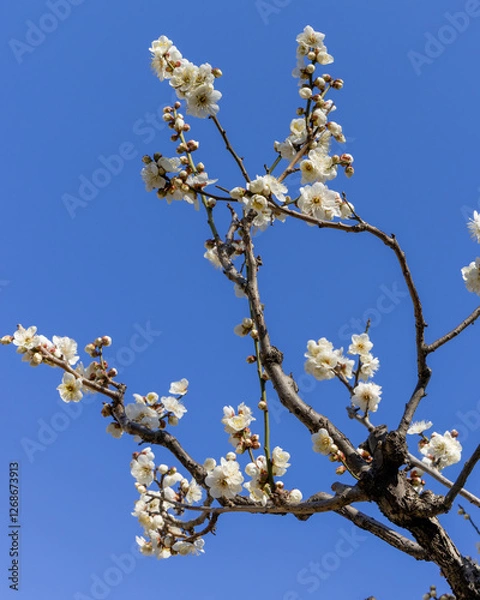 Obraz 東京散歩　梅が見頃の浜離宮