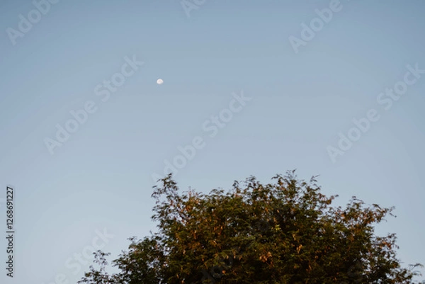 Fototapeta The moon glows in the evening sky above the large tree