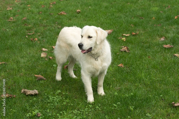Obraz Golden retriever