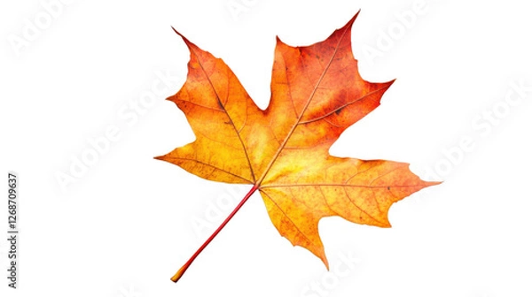 Fototapeta Vibrant maple leaf showing autumn colors on transparent background