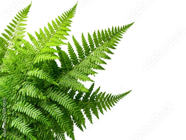 Fototapeta A lush fern plant with delicate fronds, isolated on a clean transparent background, PNG file.