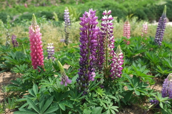 Fototapeta 【香川】まんのう公園に咲くルピナス