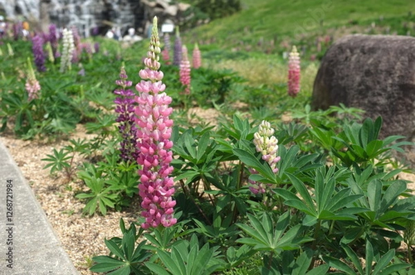 Fototapeta 【香川】まんのう公園に咲くルピナス