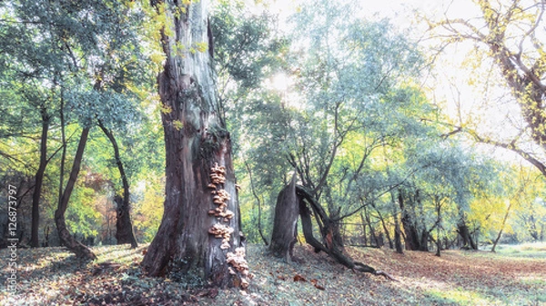 Obraz autum in the park