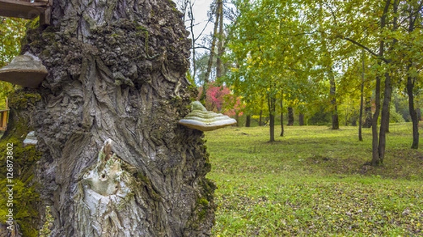 Obraz autum in the park