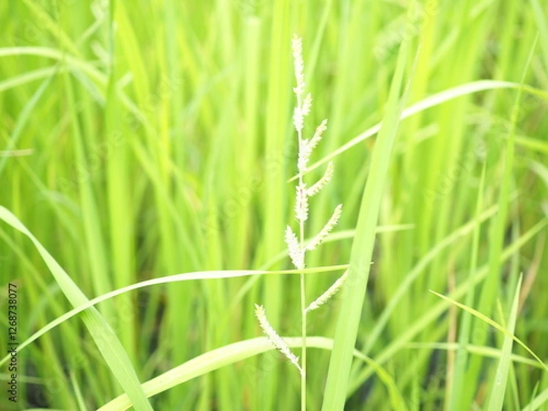 Obraz Echinochloa colona in the rice fields.
