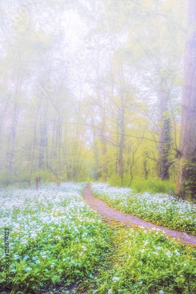Obraz Path along trees in summer with fog