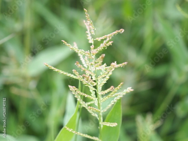 Obraz Closeup photo of running grass or brachiaria reptans.