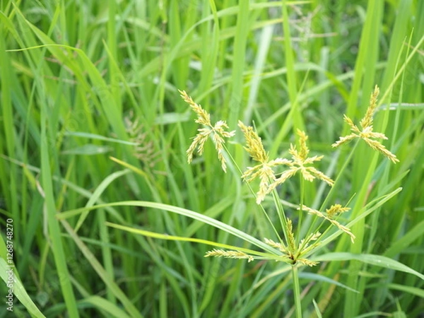 Obraz Umbrella sedge or grasshoppers cyperus is a weed in rice fields in Thailand.