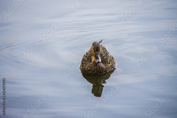 Obraz wild duck on the lake