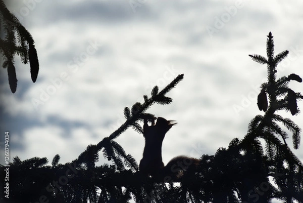 Fototapeta Écureuil en contre jour dans un sapin